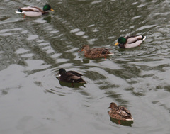 Anas platyrhynchos domesticus