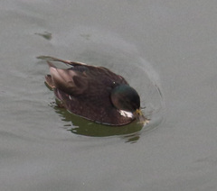 Anas platyrhynchos domesticus