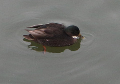 Anas platyrhynchos domesticus