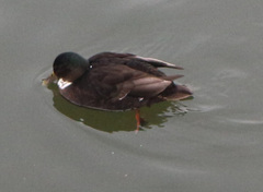 Anas platyrhynchos domesticus