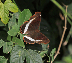 Eurytela hiarbas