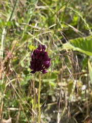 Allium