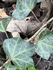 Hedera nepalensis