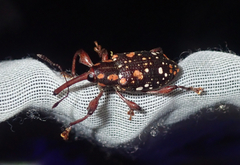 Marshallius multisignatus