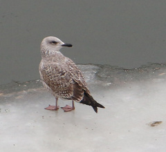 Larus argentatus