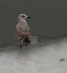 Larus argentatus