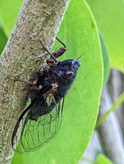 Birrima castanea