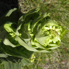 Gentiana lutea