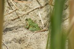 Pelophylax saharicus