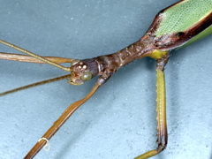Podacanthus viridiroseus