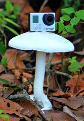 Amanita elliptosperma