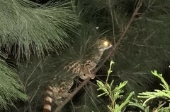 Genetta maculata