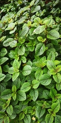 Plectranthus ciliatus