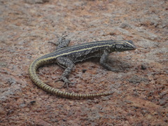 Platysaurus intermedius
