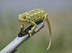Chamaeleo chamaeleon