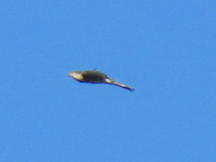 Accipiter rufiventris
