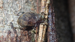 Conoderinae
