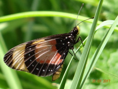 Acraea