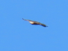 Accipiter rufiventris
