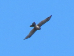 Accipiter rufiventris