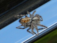 Hyllus