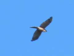 Accipiter rufiventris