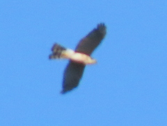 Accipiter rufiventris