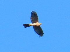Accipiter rufiventris