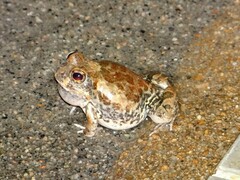 Tomopterna marmorata