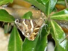 Grammodes