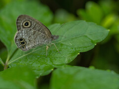 Ypthima baldus