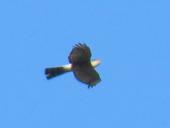 Accipiter rufiventris