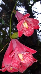 Lapageria rosea