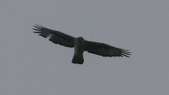 Aquila spilogaster