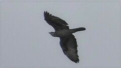Aquila spilogaster