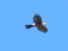 Accipiter rufiventris
