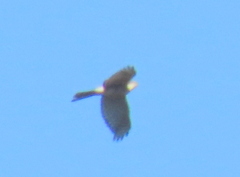 Accipiter rufiventris
