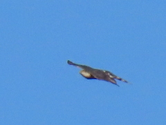 Accipiter rufiventris