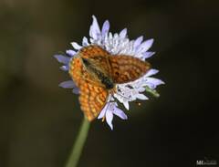 Euphydryas aurinia