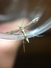 Lantanophaga pusillidactylus