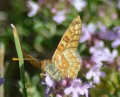 Euphydryas aurinia