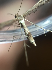 Lantanophaga pusillidactylus