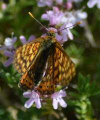 Euphydryas aurinia