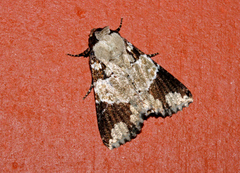 Condica cupentia