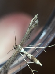 Lantanophaga pusillidactylus