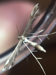 Lantanophaga pusillidactylus