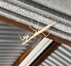 Archimantis
