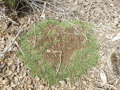 Schoenus breviculmis