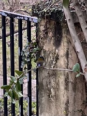 Aethopyga christinae