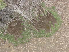 Schoenus breviculmis